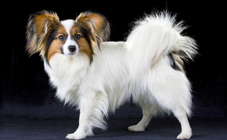 papillon dog price In India