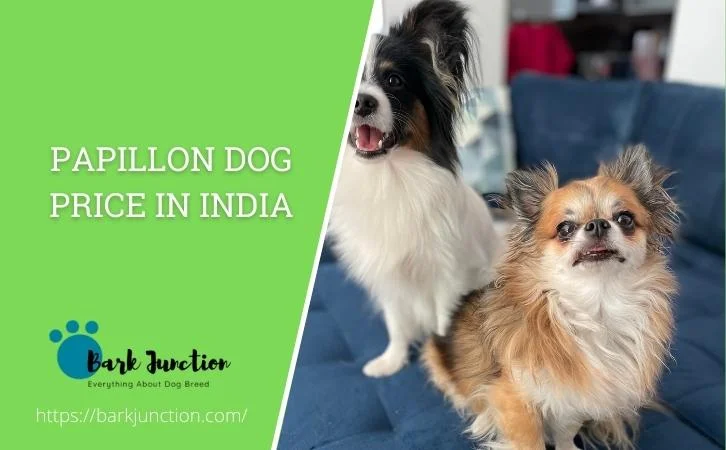 papillon dog price In India