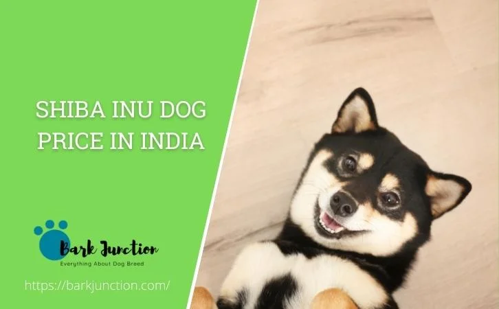 shiba inu dog price In India