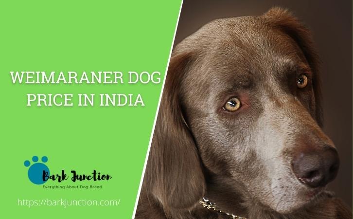weimaraner dog price In India