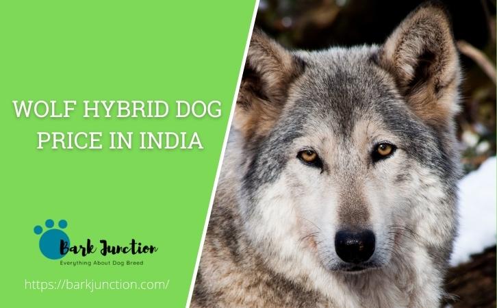 wolf hybrid dog price In India