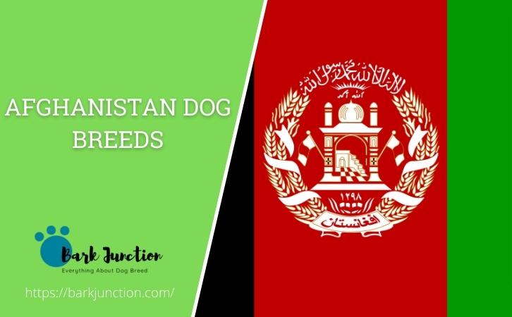 Afghanistan dog breeds