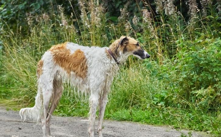 Afghanistan dog breeds