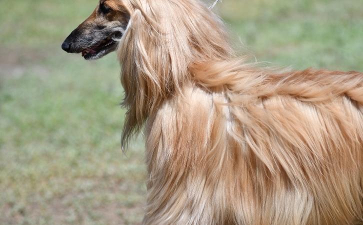 Afghanistan dog breeds