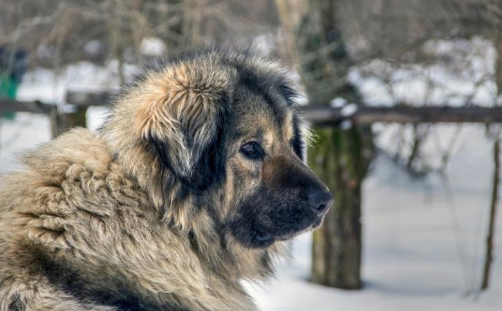 Albanian dog breeds