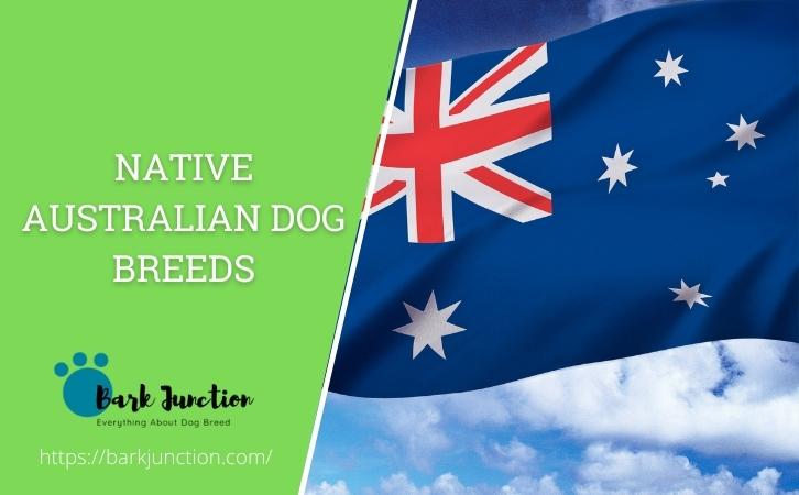 Australian Dog Breeds