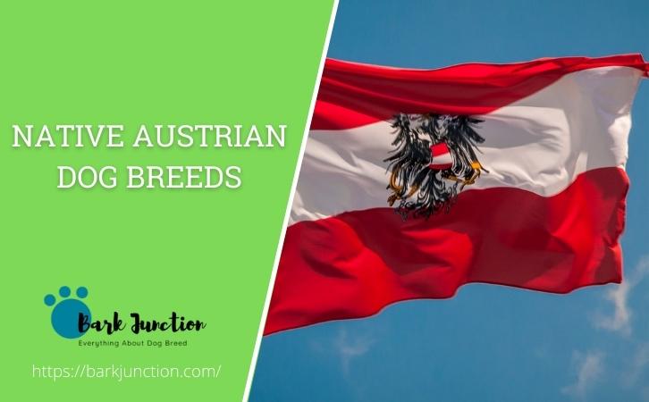 Austrian Dog Breeds