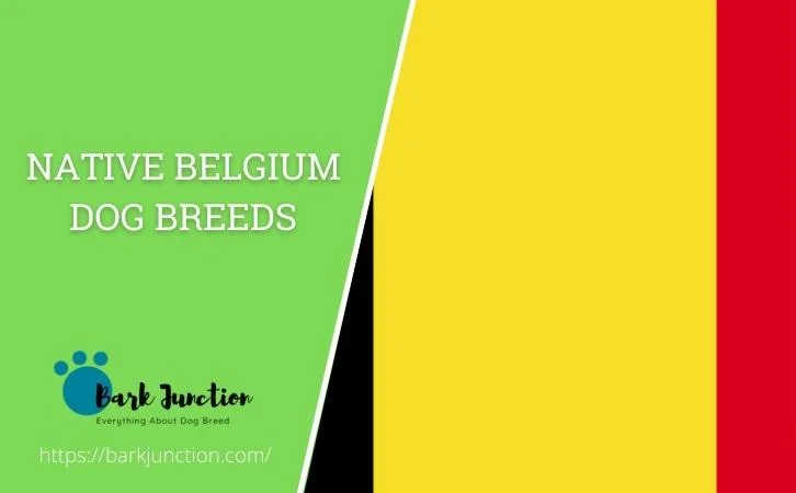 Belgium‎ Dog Breeds