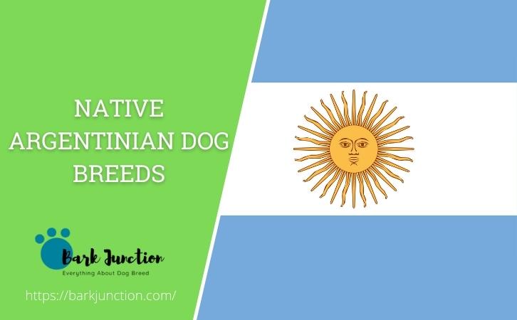 Argentinian Dog Breeds