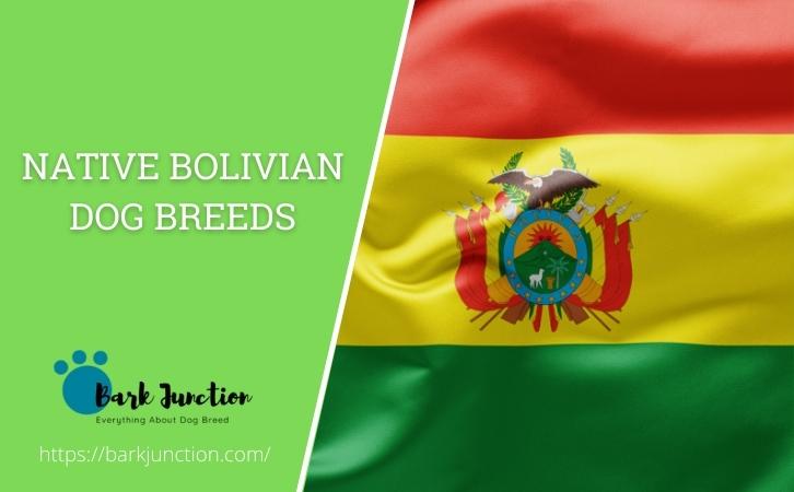 Bolivian Dog Breeds