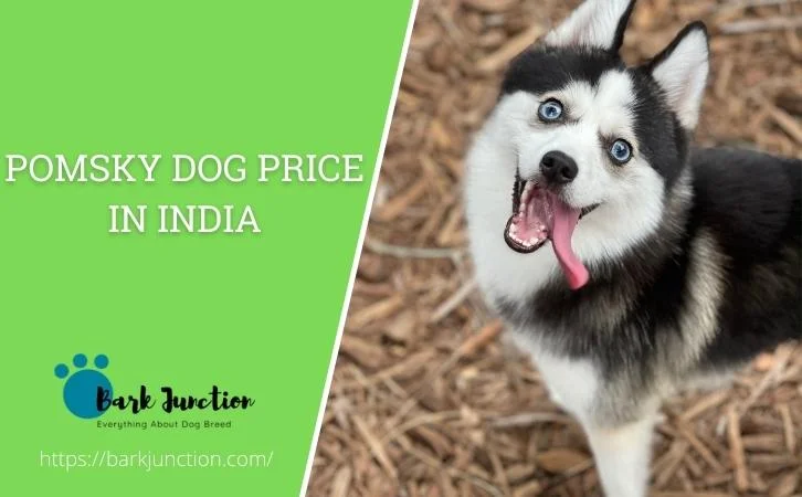 Pomsky dog price in india