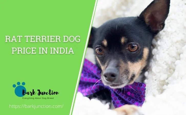 Rat Terrier dog price in india