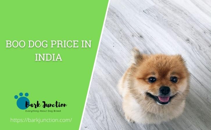 boo dog price in india