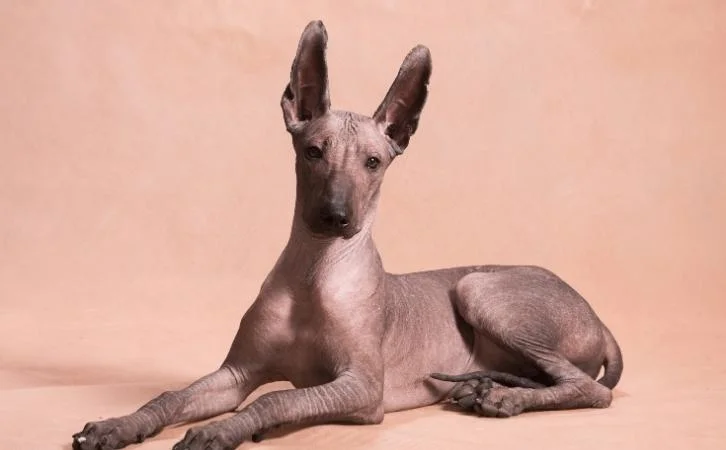 Native Chilean‎ Dog Breeds