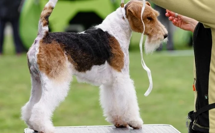 Native Chilean‎ Dog Breeds