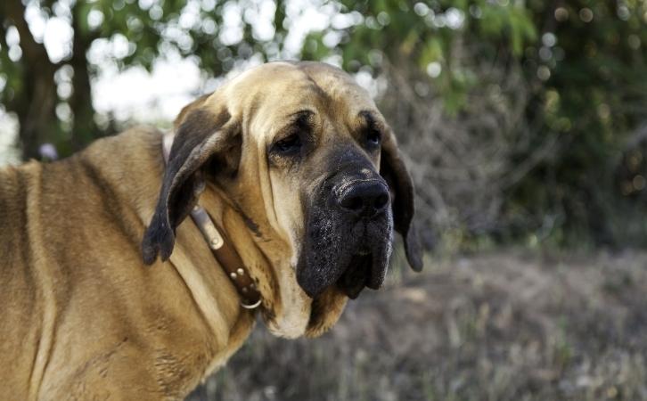 Native Cuba‎n Dog Breeds