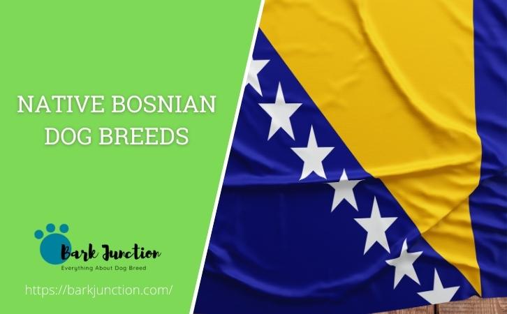 Bosnian Dog Breeds