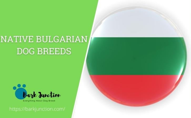 Bulgarian Dog Breeds