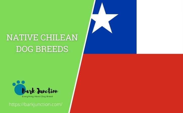 Chilean‎ Dog Breeds