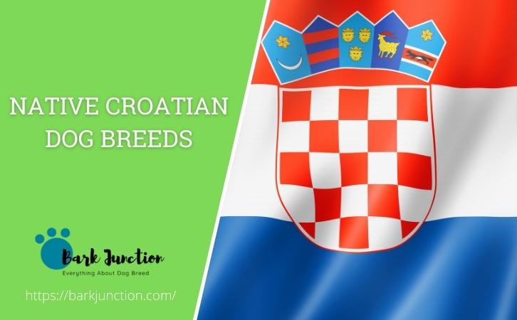 Native Croatian Dog Breeds