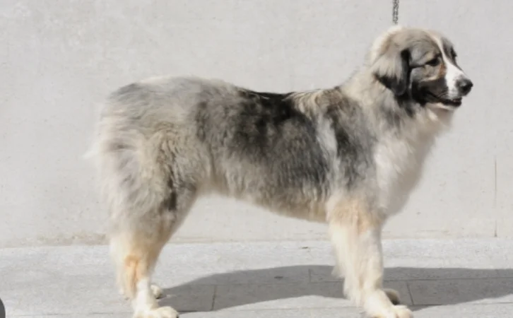 Romanian ‎‎Dog Breeds