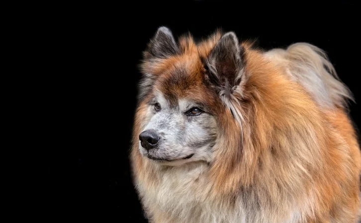 Native Iceland‎ Dog Breeds