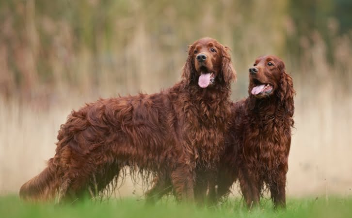 Native Irish‎ Dog Breeds