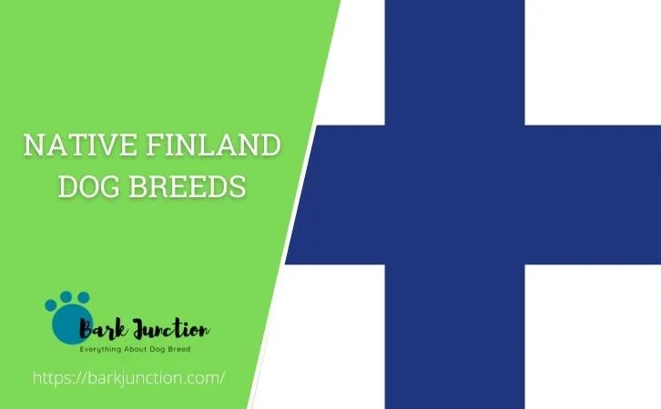 Native Finland‎ Dog Breeds