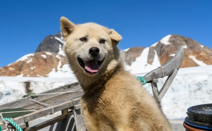 Native Greenland Dog Breeds