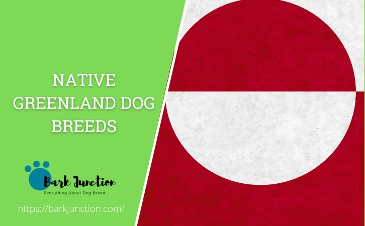 Native Greenland Dog Breeds