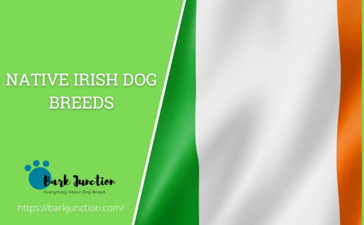 Native Irish‎ Dog Breeds