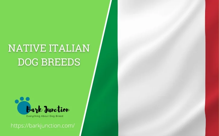 Native Italian Dog Breeds