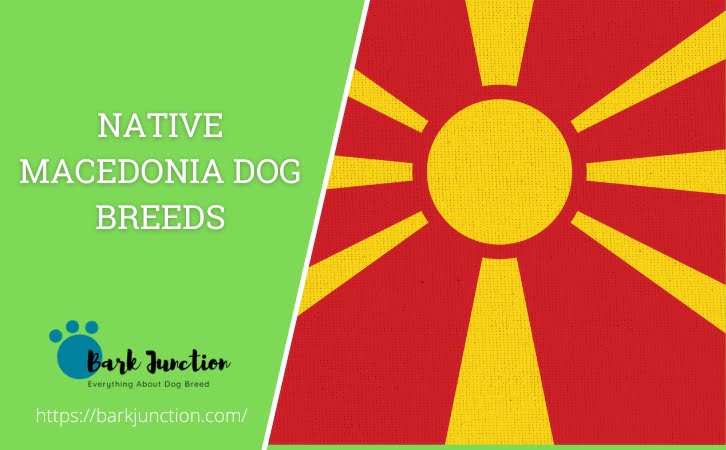 Macedonia‎‎‎‎‎‎‎‎ Dog Breeds