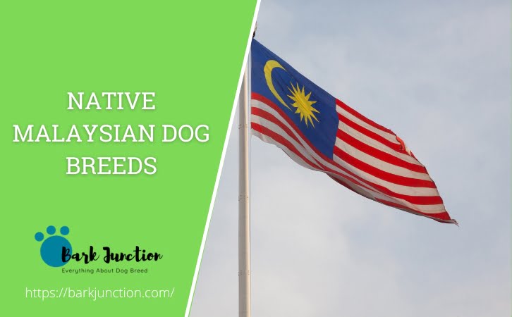 Malaysian Dog Breeds