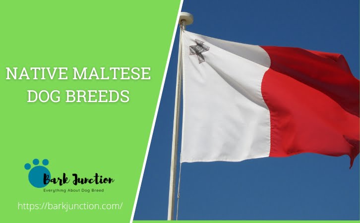 Native ‎Maltese Dog Breeds