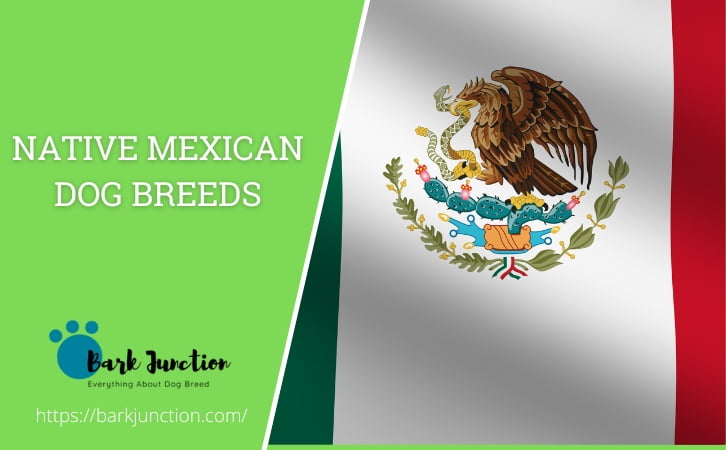 Native ‎Mexican Dog Breeds