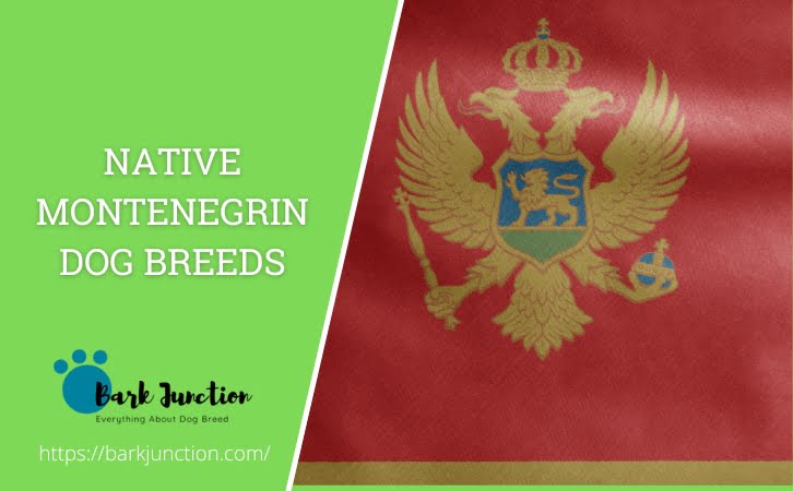 Native ‎Montenegrin Dog Breeds