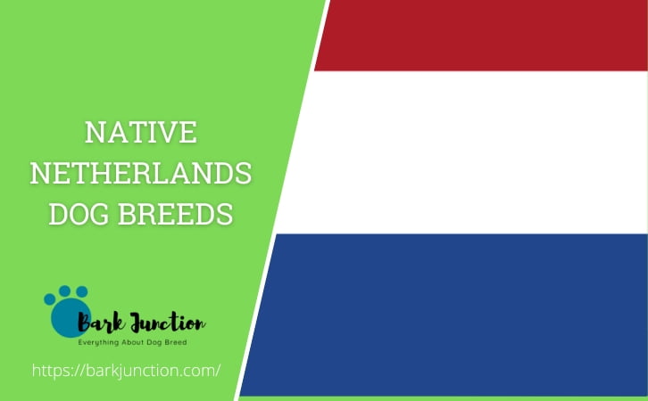 Native ‎Netherlands‎‎‎ Dog Breeds