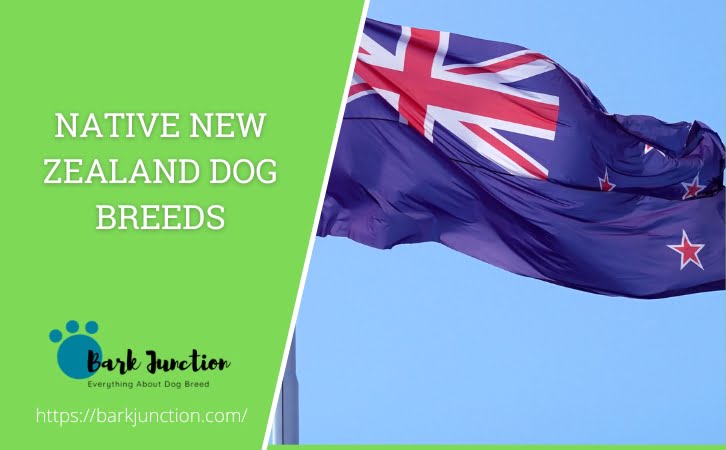 ‎New Zealand‎‎‎ Dog Breeds