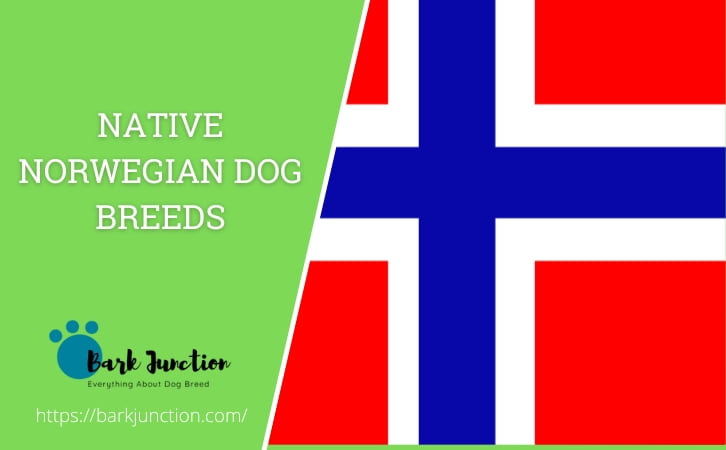 Native ‎Norwegian‎ Dog Breeds