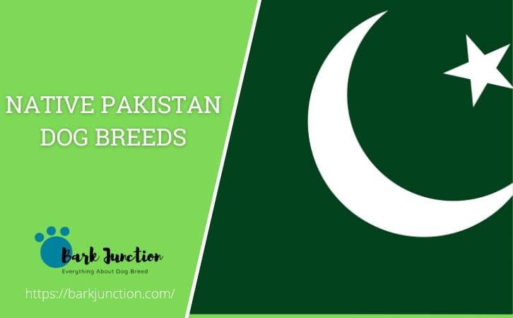 Native ‎Pakistan‎‎‎‎‎‎ Dog Breeds