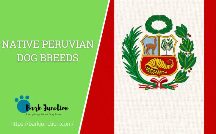 Native ‎Peruvian Dog Breeds