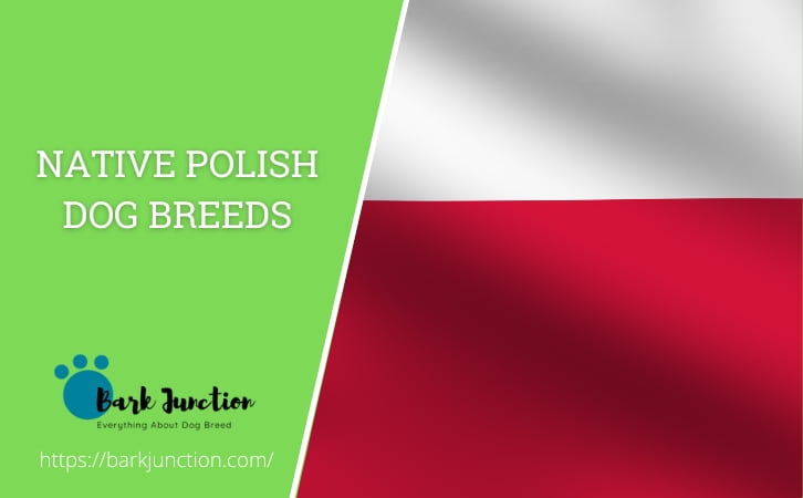 Native ‎Polish ‎‎Dog Breeds