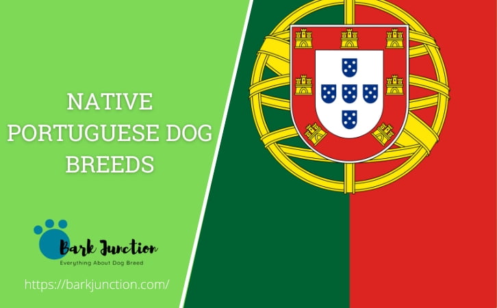 Portuguese ‎‎Dog Breeds