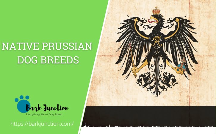Native ‎Prussian ‎‎Dog Breeds