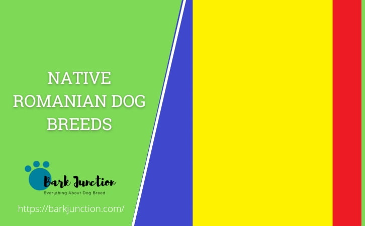 Native ‎Romanian ‎‎Dog Breeds