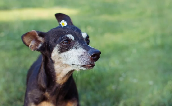 ‎New Zealand‎‎‎ Dog Breeds