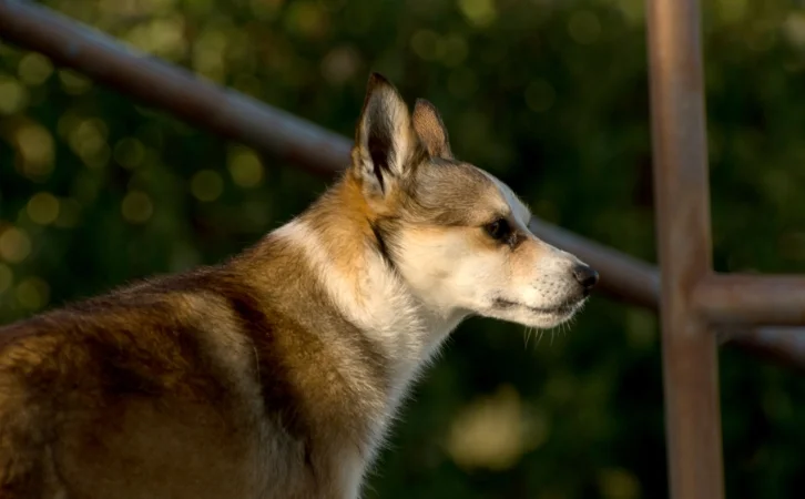 Native ‎Norwegian‎ Dog Breeds
