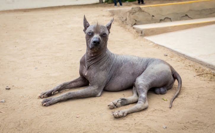Peruvian Dog Breeds