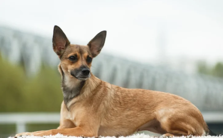 Peruvian Dog Breeds